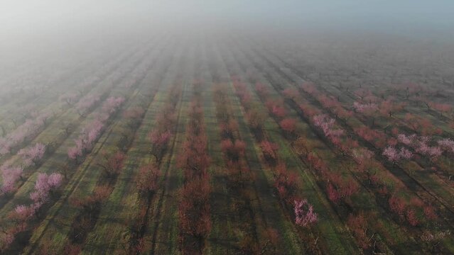 Peach orchard in bloom - lines of flowering trees with pink blossoms on a plantation in spring season in the morning in the fog from the air