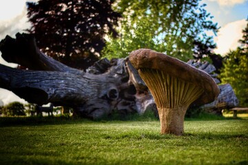mushroom in the grass