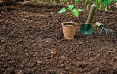 Growing seedlings of vegetables for planting greenhouse, tools gardener and gardener