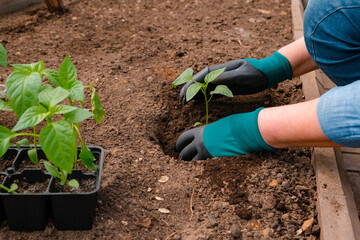 Human hands of a farmer plant pepper sprouts in a greenhouse. The concept of farming and planting.