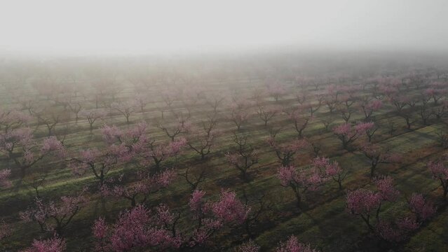 Peach orchard in bloom - lines of flowering trees with pink blossoms on a plantation in spring season in the morning in the fog from the air