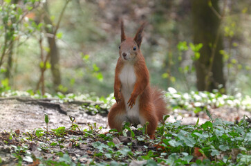  Curious redhead  wild squirrel with white tummy stands on its hind legs on the road in the spring forest .Closeup photo outdoors.free copy space