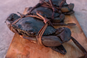 Fototapeta premium tied black mud crab. Australian Giant Mud Crab (Scylla serrata). Freshly caught and alive