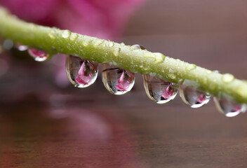 Drops of water with pink flower