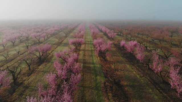 Peach orchard in bloom - lines of flowering trees with pink blossoms on a plantation in spring season in the morning in the fog from the air