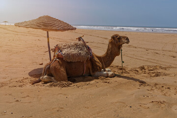 Lonely dromedary sits under a parasol on the Atlantic beach of Morocco, waiting for customers.