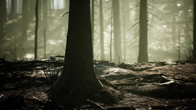 forest with smoke arter fire