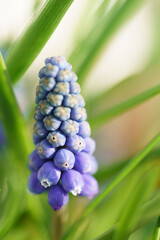 Obraz premium Traubenhyazinthe