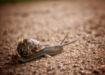 snail