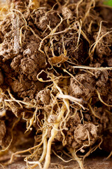 Close-up of the roots of a plant in the vegetable garden
