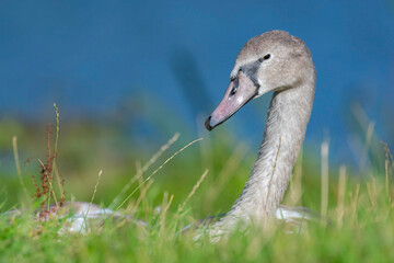 Mute Swan Cygnet resting in grass with blue sky background 