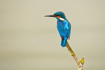 Europäischer Eisvogel (Alcedo attis) sitzt auf einem Zweig