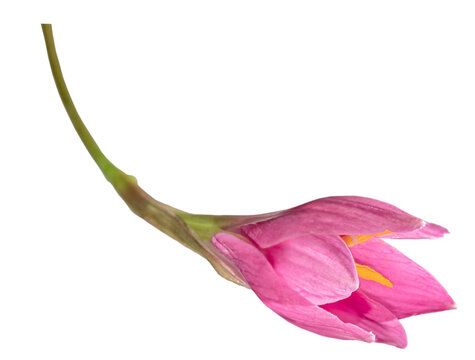 A pink flower on a transparent background. Rosebud.