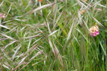 close up of grass