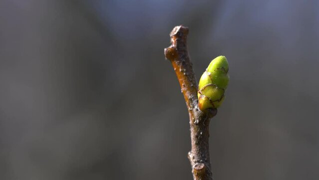 Wild Service Tree, first buds, spring (Sorbus Torminalis) - (4K)