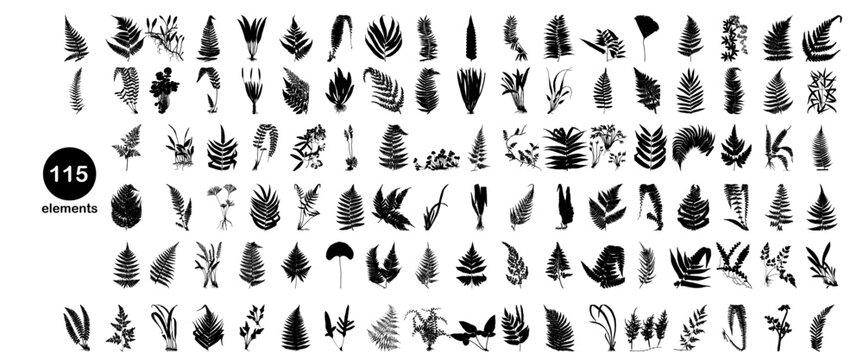 fern silhouette set	