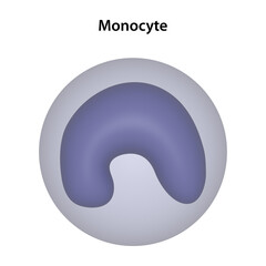 A Monocyte is a type of white blood cell (leukocyte)