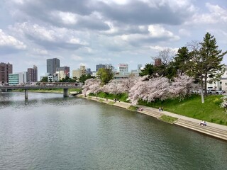 Fototapeta na wymiar Scenery of Oto River near Okazaki Park with cherry blossoms