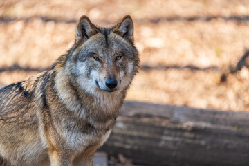 Fototapeta premium Wolf