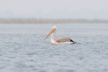 Dalmatian pelican or Pelecanus crispus, observed in Nalsarovar in Gujarat, India