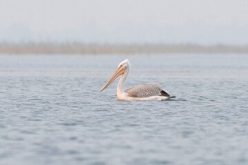 Dalmatian pelican or Pelecanus crispus, observed in Nalsarovar in Gujarat, India