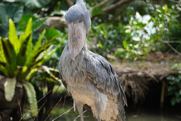 ハシビロコウ_shoebill_Balaeniceps rex