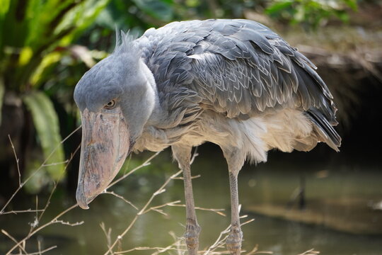 ハシビロコウ_shoebill_Balaeniceps rex