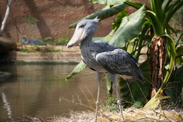 ハシビロコウ_shoebill_Balaeniceps rex