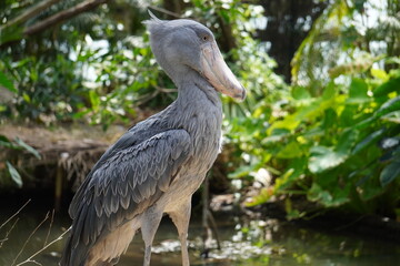 ハシビロコウ_shoebill_Balaeniceps rex
