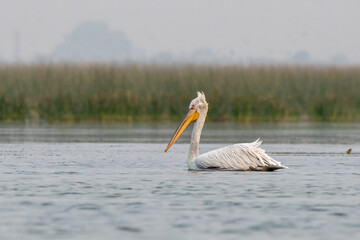 Dalmatian pelican or Pelecanus crispus, observed in Nalsarovar in Gujarat, India