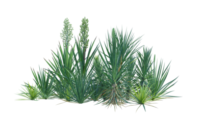 Yucca bush shrub set alpha channel