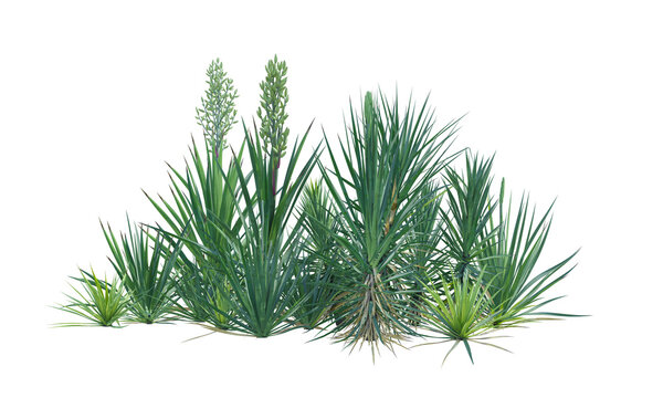 Yucca bush shrub set alpha channel