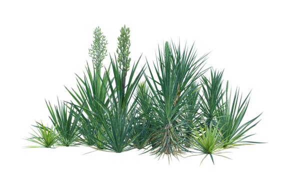 Yucca bush shrub set alpha channel