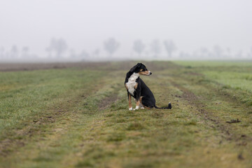 A dog sitting in a grassy field, appenzeller sennenhund