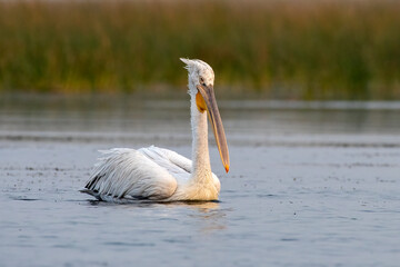 Dalmatian pelican or Pelecanus crispus, observed in Nalsarovar in Gujarat, India