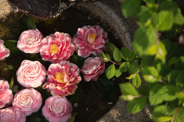 Obraz na płótnie Canvas pink roses in a garden