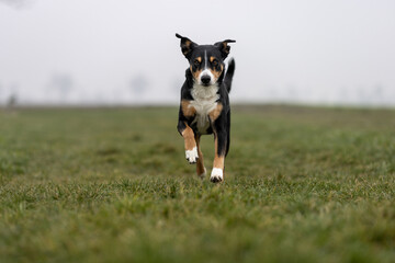Portrait of a beautiful dog in motion, appenzeller sennenhund