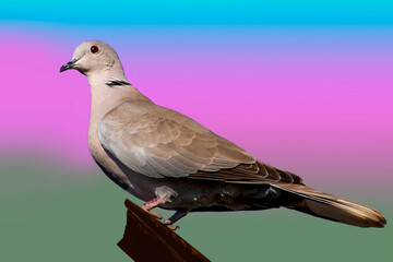  Eurasian collared dove ( Streptopelia decaocto ) isolated against multicolor sky background.