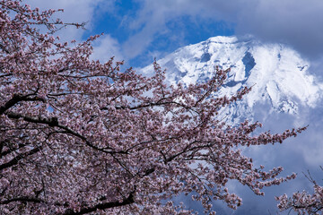 富士桜