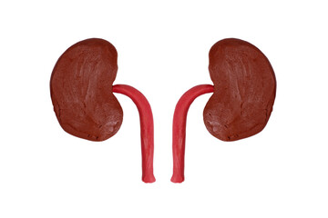 plasticine human kidneys isolated on white