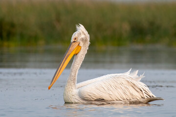 Dalmatian pelican or Pelecanus crispus, observed in Nalsarovar in Gujarat, India