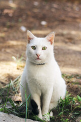 British white shorthair cat with green eyes relaxing and sitting in garden. Cat is resting and looking at camera	