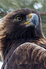 Fototapeta premium Vertical portrait of a Golden Eagle glancing off camera