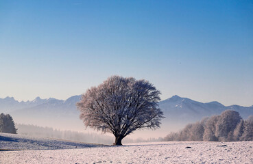 Baum  Morgens im Winter