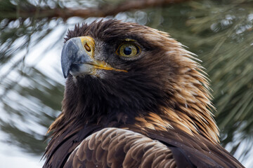 Profile portrait of a golden eagle looking out of frame of the camera