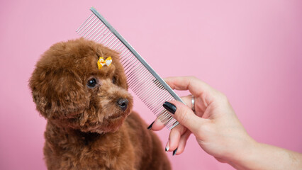 Woman combing a mini poodle on a pink background. 
