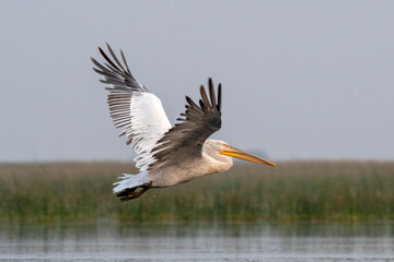 Dalmatian pelican or Pelecanus crispus, observed in Nalsarovar in Gujarat, India