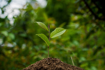 A green fresh shoot of a plant