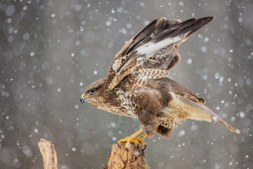 Common Buzzard in early spring at a wet forest