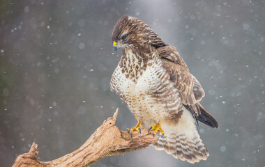 Naklejka premium Common Buzzard in early spring at a wet forest